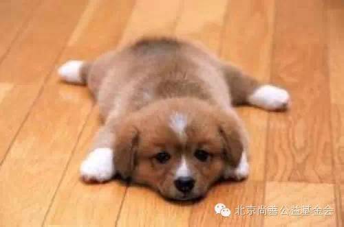关于快乐：汪星人教会我们的事