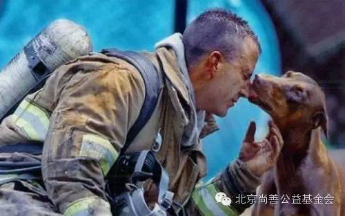 关于快乐：汪星人教会我们的事