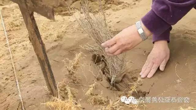 暖心植树节内蒙行，近百位失独老人走进沙漠种下希望